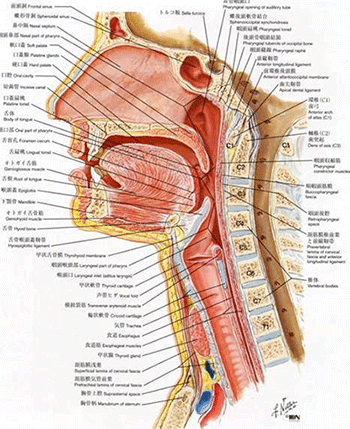 首の解剖図